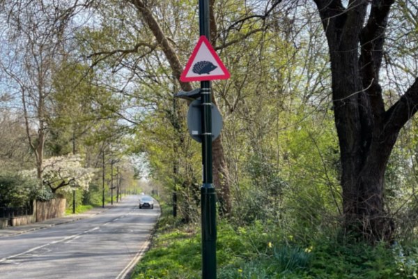 Help protect our local hedgehogs